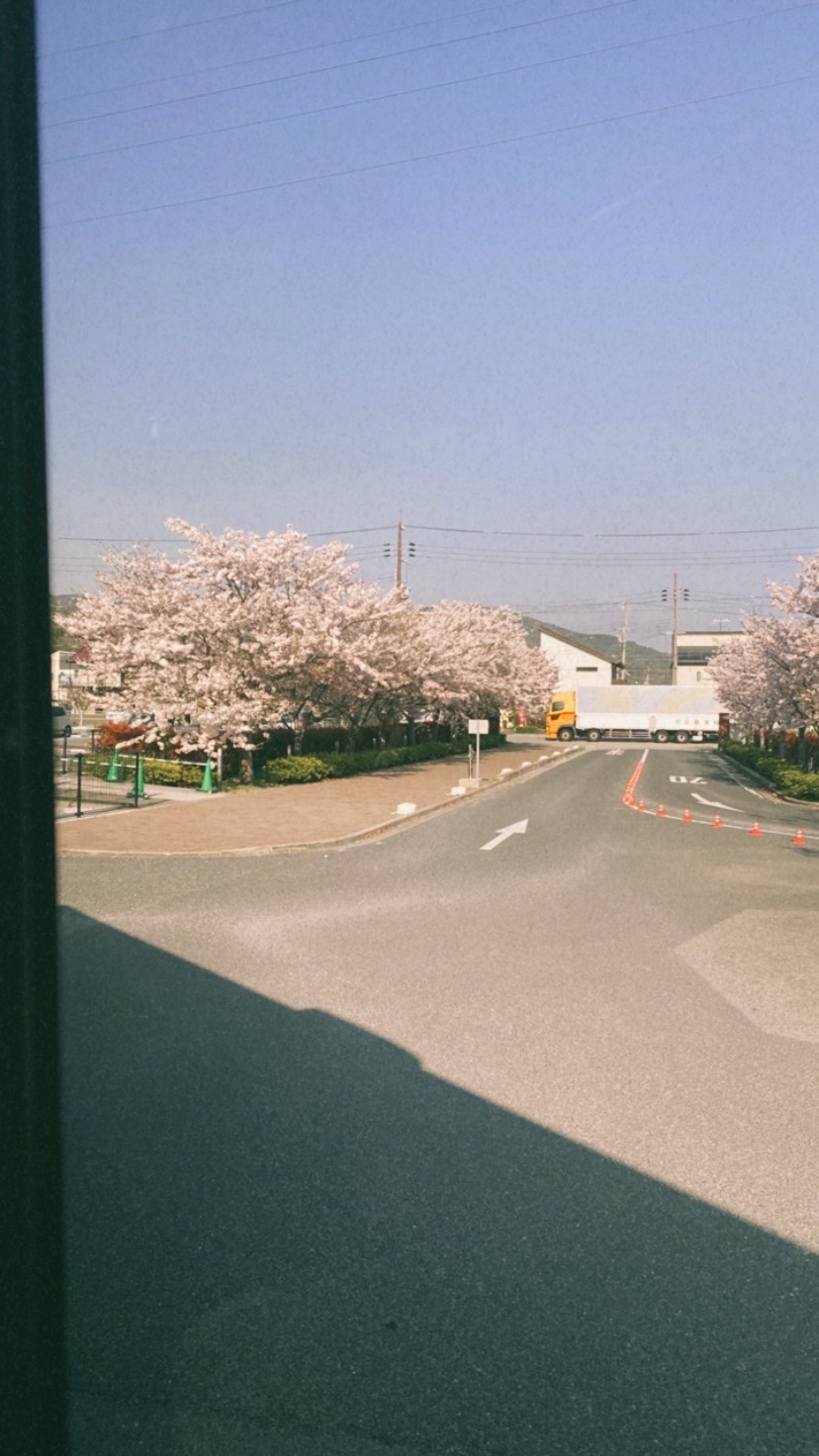 ブログ桜